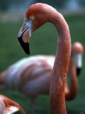 Flamingoes at Western Underwood Zoo  December 1979
