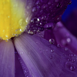 Extreme Close-up of Water Droplets on Blue Iris Flower