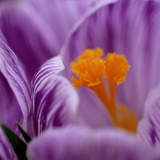 Crocus "Pickwick" (Extreme Close-up of Purple Flower) March