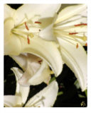 Sunny Lillies