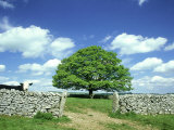 Oak Tree  with Cow & Dry Stone Wall Near Litton  Peak District National Park  UK