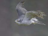 Goshawk  Adult in Flight  Scotland