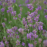 Purple Flowers