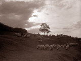 A Shepherd Surveys His Flock at the End of the Day  1935