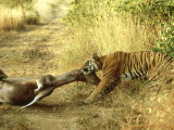 Bengal Tiger  Males Killing Sambar  India