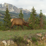 Elk Grazing on Grass  Jasper National Park  Canada
