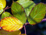Leaves Changing Colour at Kenilworth Castle in Warwickshire