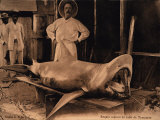 Bull Shark  Displayed as Trophy  Madagascar