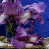Bearded Iris 