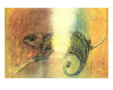 Cameleon And Light