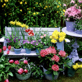 Violet  Bellflower Tulip  Daffodil  Forget Me Not  and Azalea