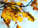 Oak Tree Leaves at Kenilworth Castle in Warwickshire