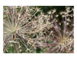 Garden Fireworks
