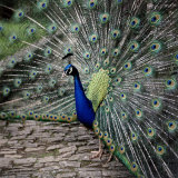 A Peacock at Tapely Park in Devon  May 1981