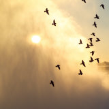 Birds Flying Above Niagara Falls  Ontario  Canada