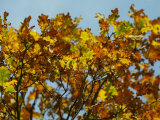 Branches of an Oak Tree with Its Leaves Turning Golden at Kenilworth Castle in Warwickshire