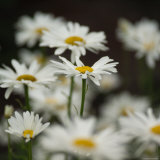 White Daisy Flowers