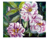 Pink Roses