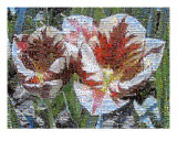 Springtime Tulips Photomosaic
