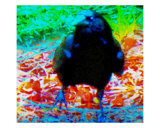 Approaching Blackbird