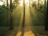 Mist Through the Trees