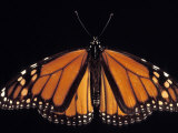 Monarch Butterfly