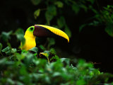 Chestnut-Mandibled Toucan (Ramphastos Swainsonii) in Leafy Forest