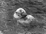 Hector the Polar Bear Drinking from a Bottle During the Summer of 1970 at Calderpark Zoo