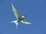 Arctic Tern  Sterna Paradisaea in Flight Against Blue Sky Farnes  UK