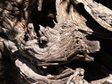 Trees Shaped Like Rhino in the Mountains of Lazio