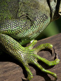 Belize  San Iguacio  Green Iguana
