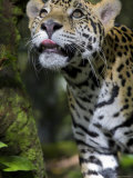 Wildlife in Belize  Jaguar