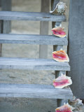 Steps  Caye Caulker  Belize