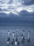 Pelicans  Caye Caulker  Belize