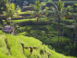Man in Rice Fields  Nr Ubud  Bali  Indonesia