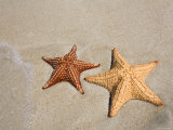 Panama  Bocas Del Toro Province  Colon Island Star Beach  Starfish