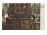 California - Lumberjacks Cutting Down a Redwood Tree