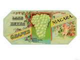 Penn Yan  New York - Lake Keuka Niagara Grapes Label  Laureled Child in Grapes