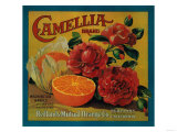 Camellia Orange Label - Redlands  CA