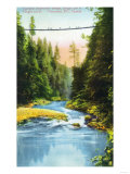 Vancouver  Canada - View of Capilano Suspension Bridge No 2