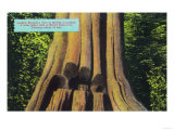 British Columbia  Canada - Largest Recorded Tree in BC  1896 Cedar Tree Felled