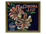 Corona Lily Orange Label - Corona  CA