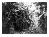 Man Standing in Grove of Banana Trees Photograph - Cuba