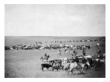 Cowboys with Cattle on the Range Photograph - Belle Fourche  SD
