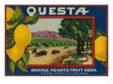 Questa Lemon Label - Corona  CA