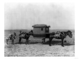 Sedan Chair Carried by Mules in China Photograph - China