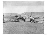 Two Cowboys Breaking a Bronco in a Corral Photograph - Texas