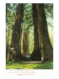 View of Redwood Twins at Big Tree Grove - Santa Cruz  CA