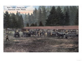 American Lake  Washington - A Mule Team at Camp Lewis