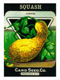 Squash Seed Packet